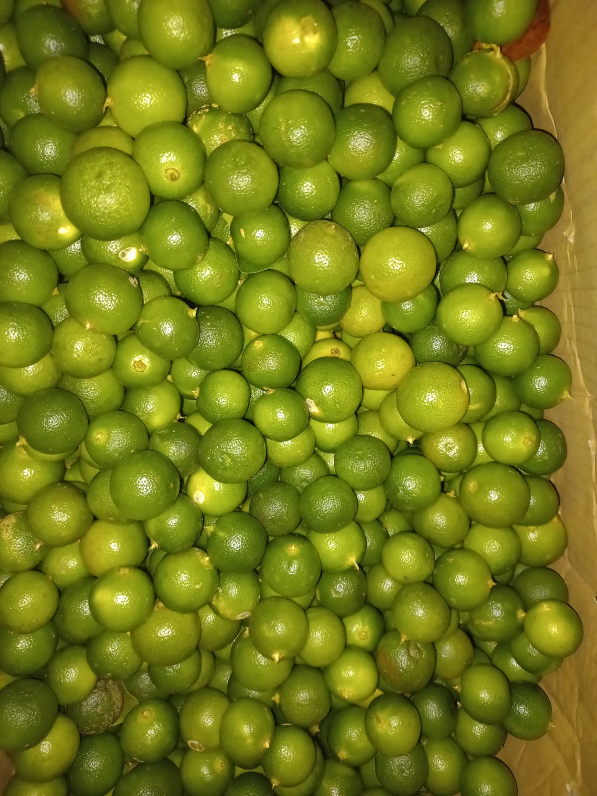 Fresh & Frozen Fruits & Vegetables - Photo 5